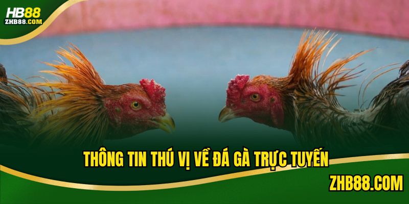 Các thông tin có thể bạn chưa biết về sân chơi đá gà trực tuyến