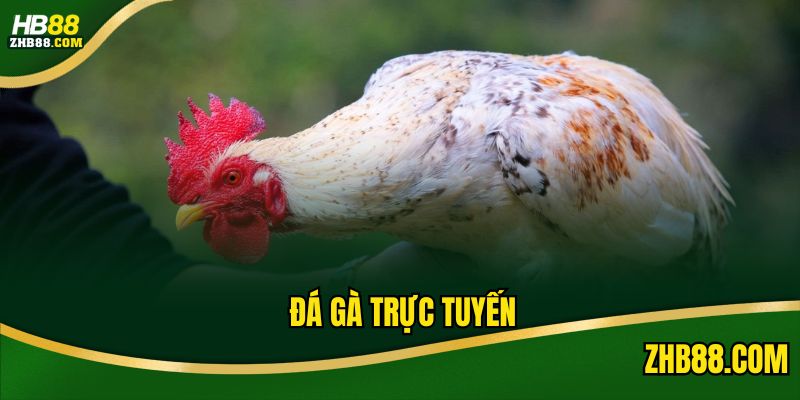 Đá Gà Trực Tuyến - Sân Chơi Hấp Dẫn Tiện Lợi Hàng Đầu
