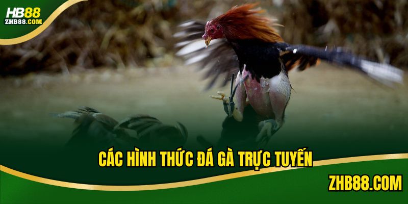 Điểm danh những loại hình chơi đá gà trực tuyến đặc sắc trên thị trường